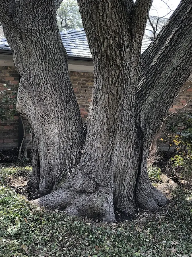 Mature heritage tree close to a Skaneateles Falls property cared for by certified arborists